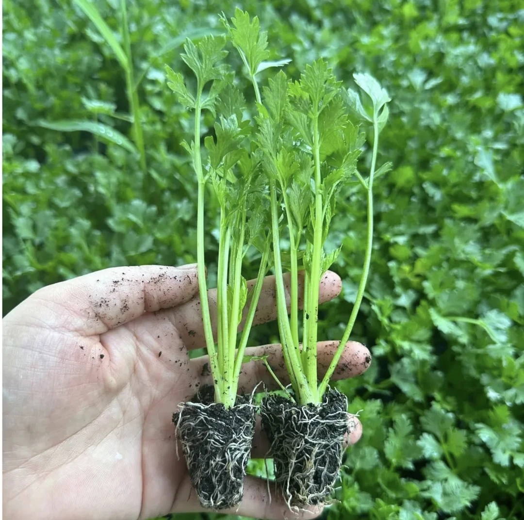 【山东寿光芹菜苗】浓香四季芹菜苗西芹苗阳台小院泡沫箱种植简单