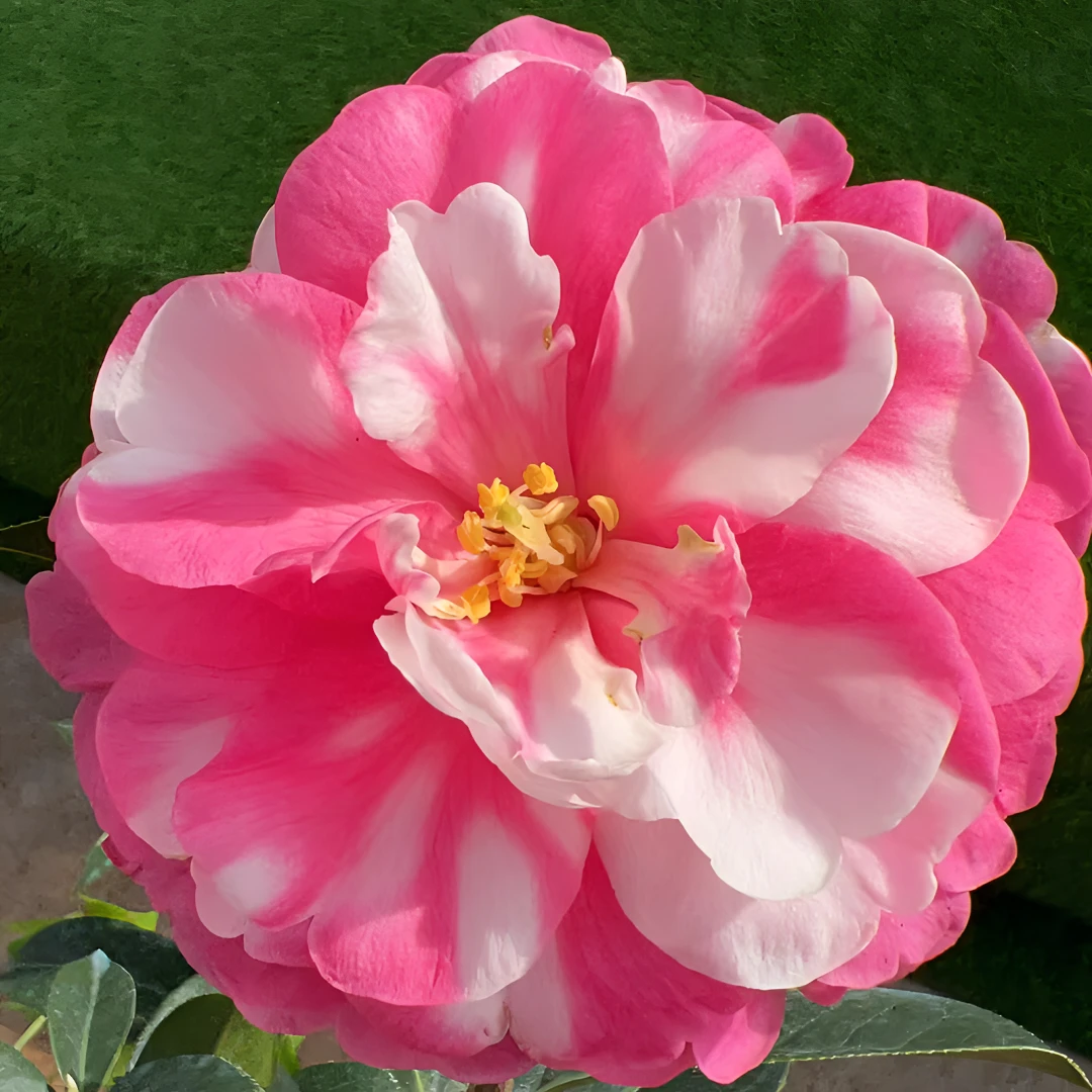 【好花道】云南山茶松子壳冬季开花换土容易植株生长种植施肥别墅美