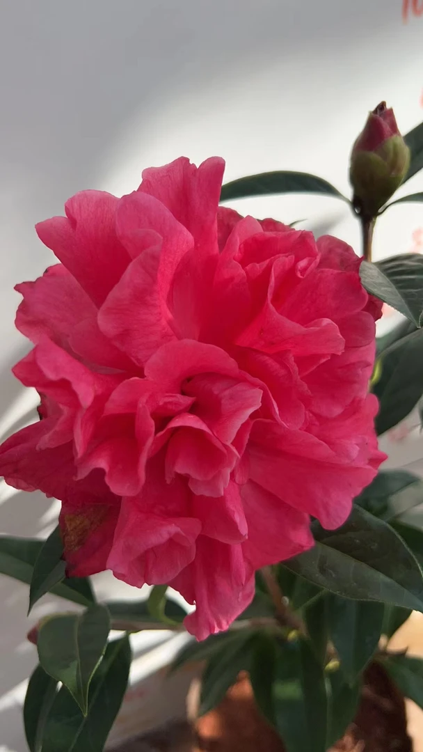 【好花道】云南山茶花靖安茶昆明市宜良县本地品种特有精品庭院阳台