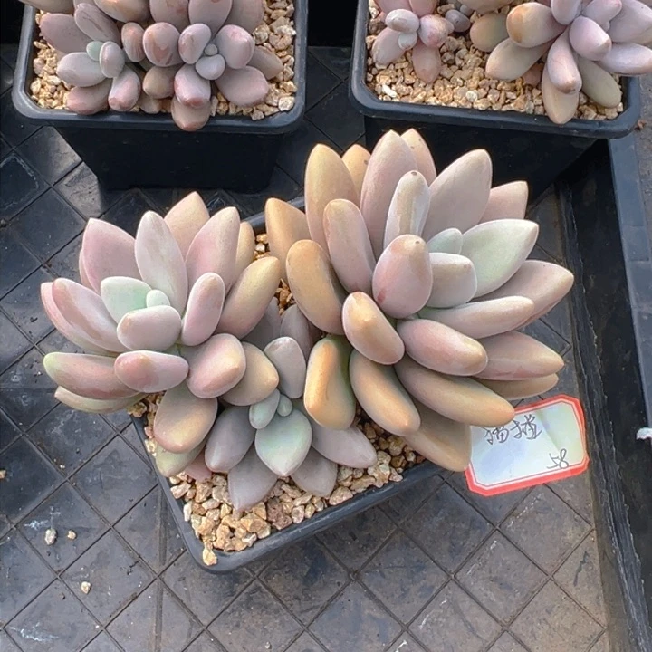 原始虞美人    猫猫