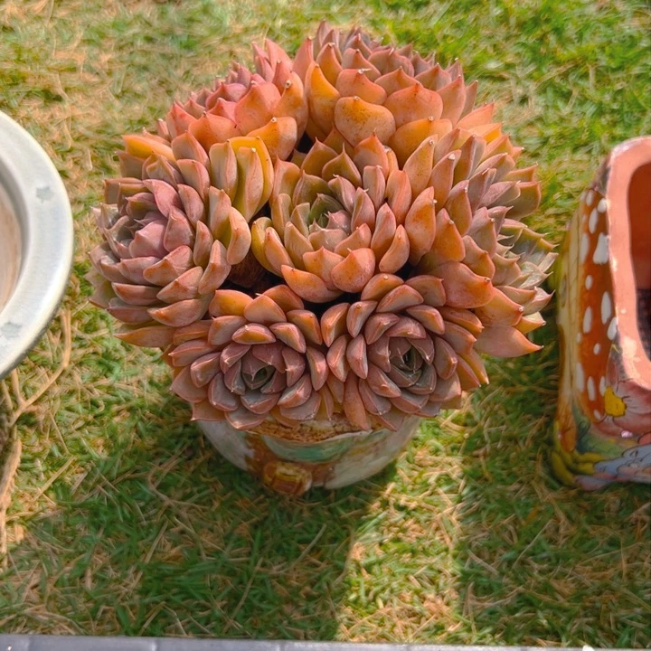 张玫瑰夫之39一物一品