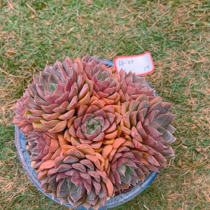 玫瑰夫人  绿叶专拍