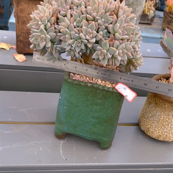 梦*…谈雪缀一物一拍