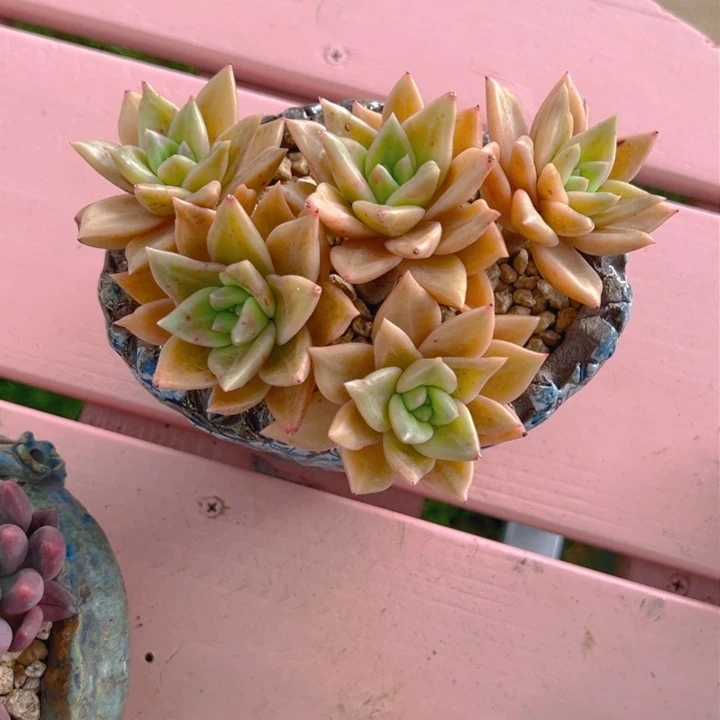 蛋****。多肉一物一拍