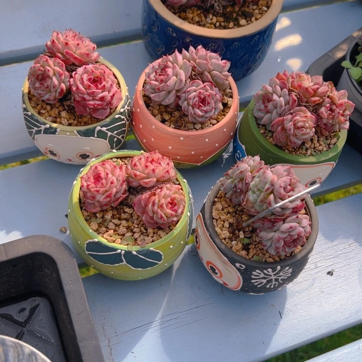 潇***肉盆的价格