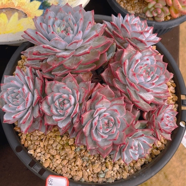 雨*粉蓝鸟一物一拍