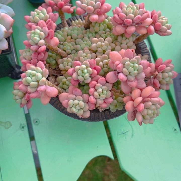 梦*…多肉一物一拍