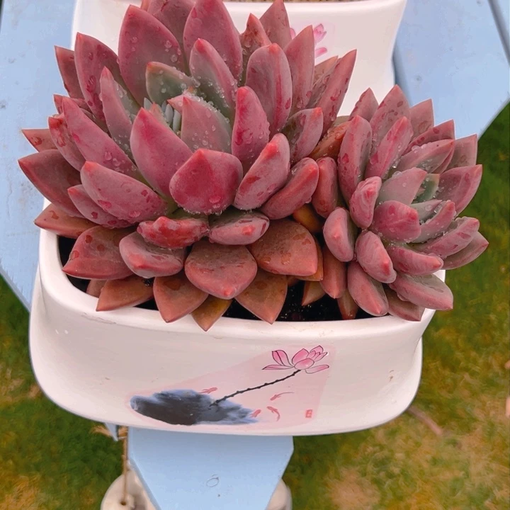 地**使桃花源一物一拍