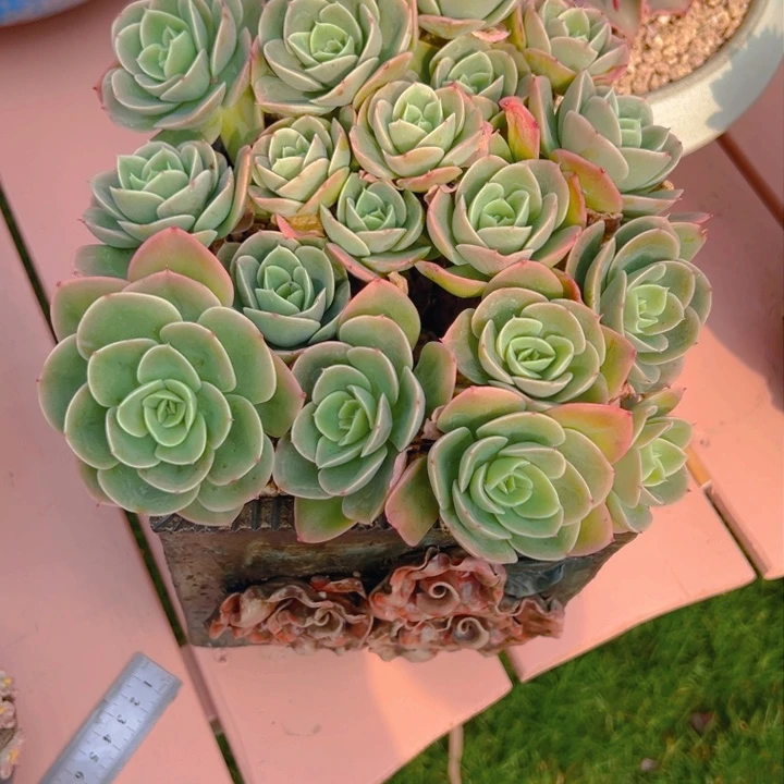 懒*羊星娜塔一物一拍