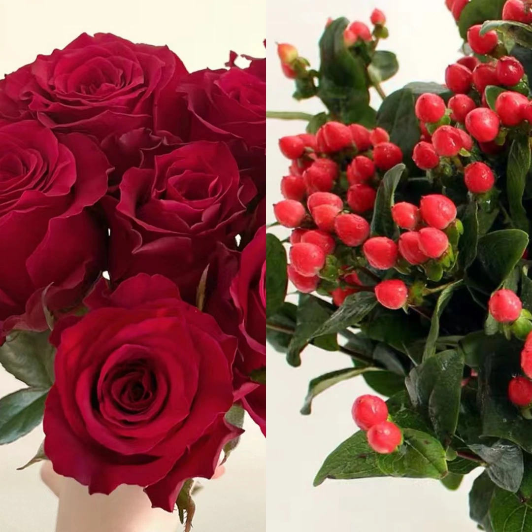 【福利组合】 高原红+红豆  店铺现货包邮  鲜花鲜切花