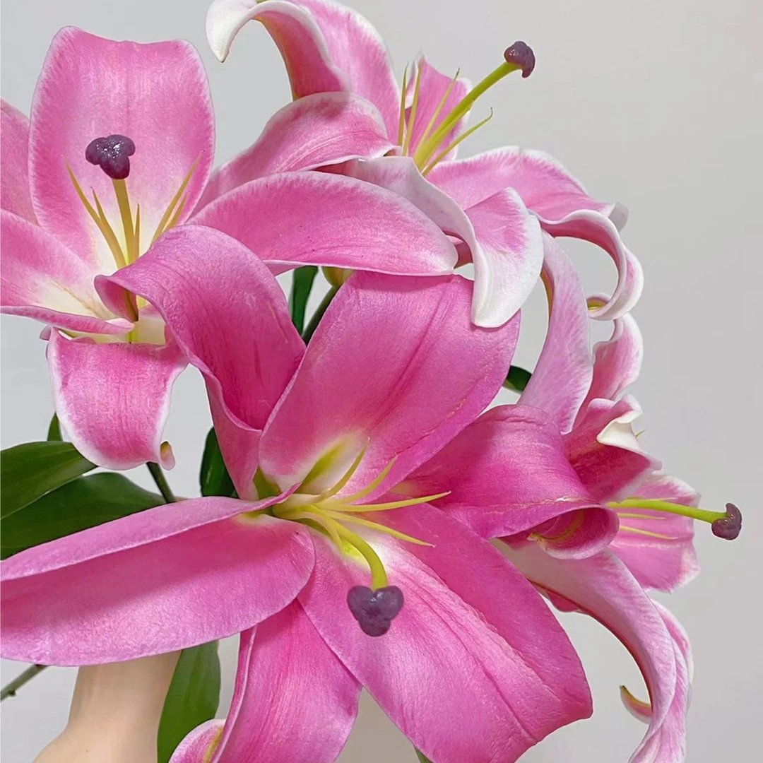 【福利爆款】 单头普拉芬多百合 香水百合 店铺现货包邮 鲜花鲜切花