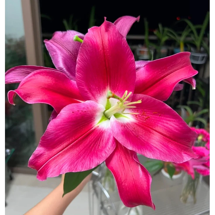 【福利爆款】火石百合  香水百合 店铺包邮现货 鲜花鲜切花