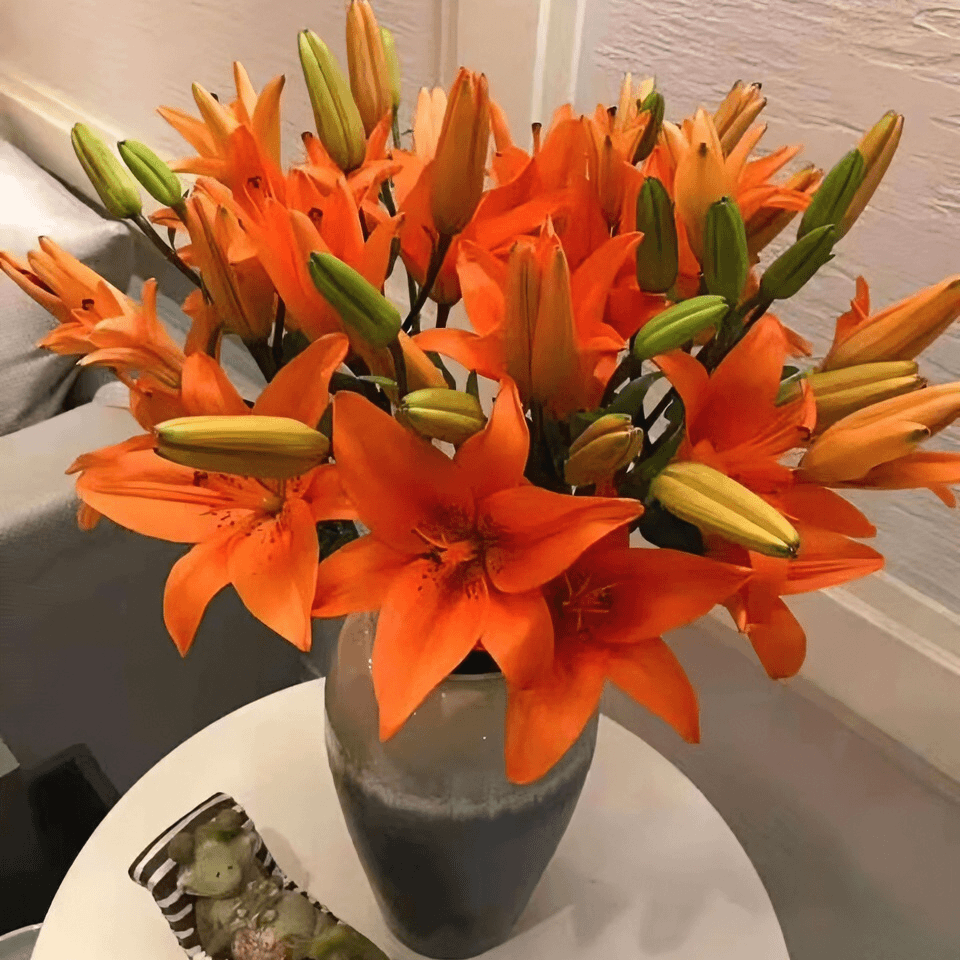 【福利爆款】 梦想百合 橙色亚百合 店铺现货包邮 鲜花鲜切花