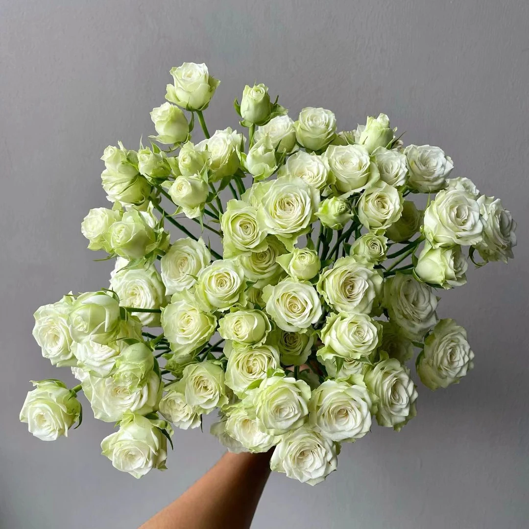 【福利爆款】 繁星 多头泡泡玫瑰 店铺现货包邮 鲜花鲜切花