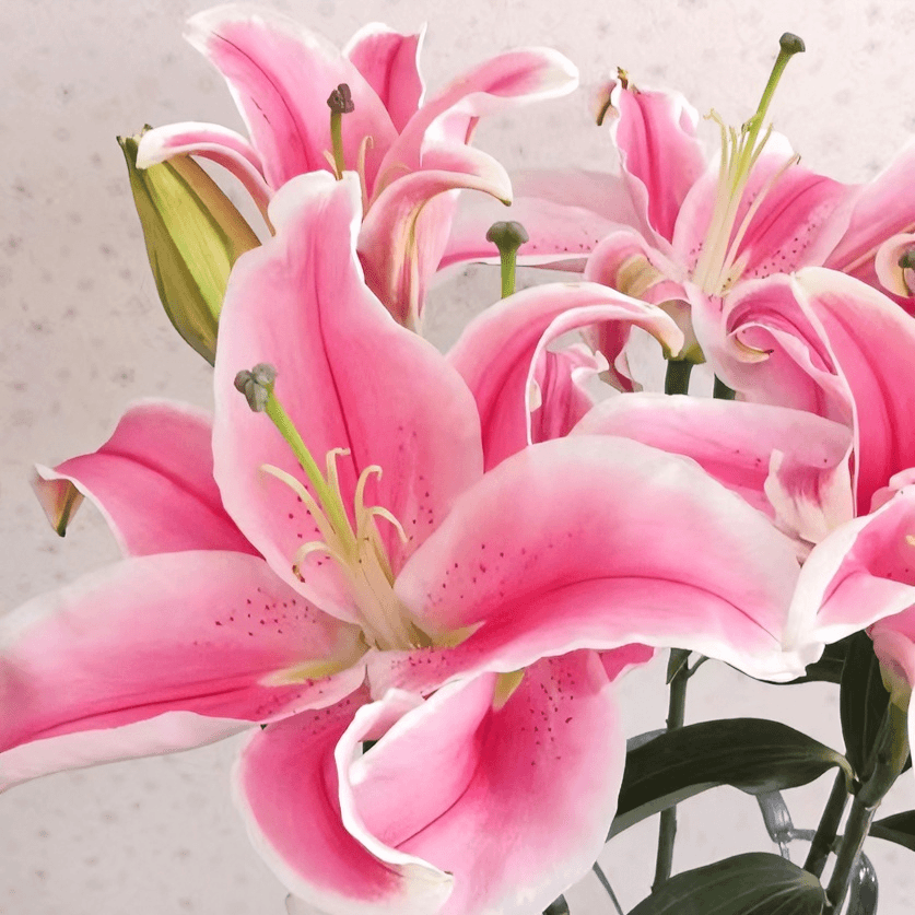 【福利爆款】 马龙百合 香水百合 店铺包邮现货 鲜花鲜切花