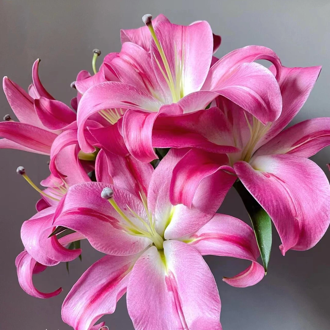 【福利爆款】帕拉佐百合大花香水百合店铺现货包邮鲜花鲜切花