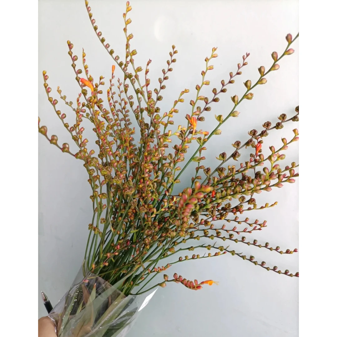 【福利爆款】 火焰兰果 配花配草 店铺现货包邮 鲜花鲜切花