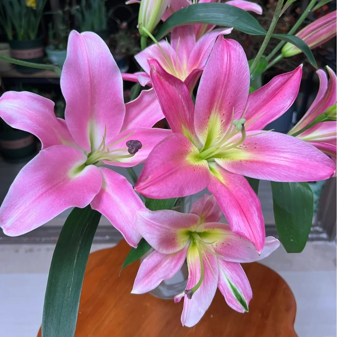 【福利爆款】 圆舞曲百合 香水百合 店铺现货包邮 鲜花鲜切花