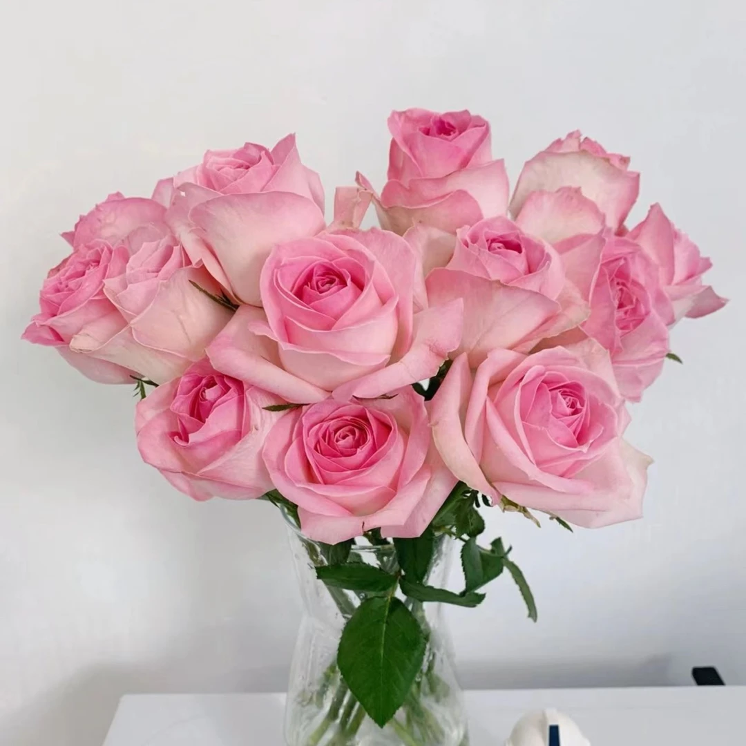 【拍2件有满减】 桃红雪山 单头玫瑰 店铺现货包邮 鲜花鲜切花