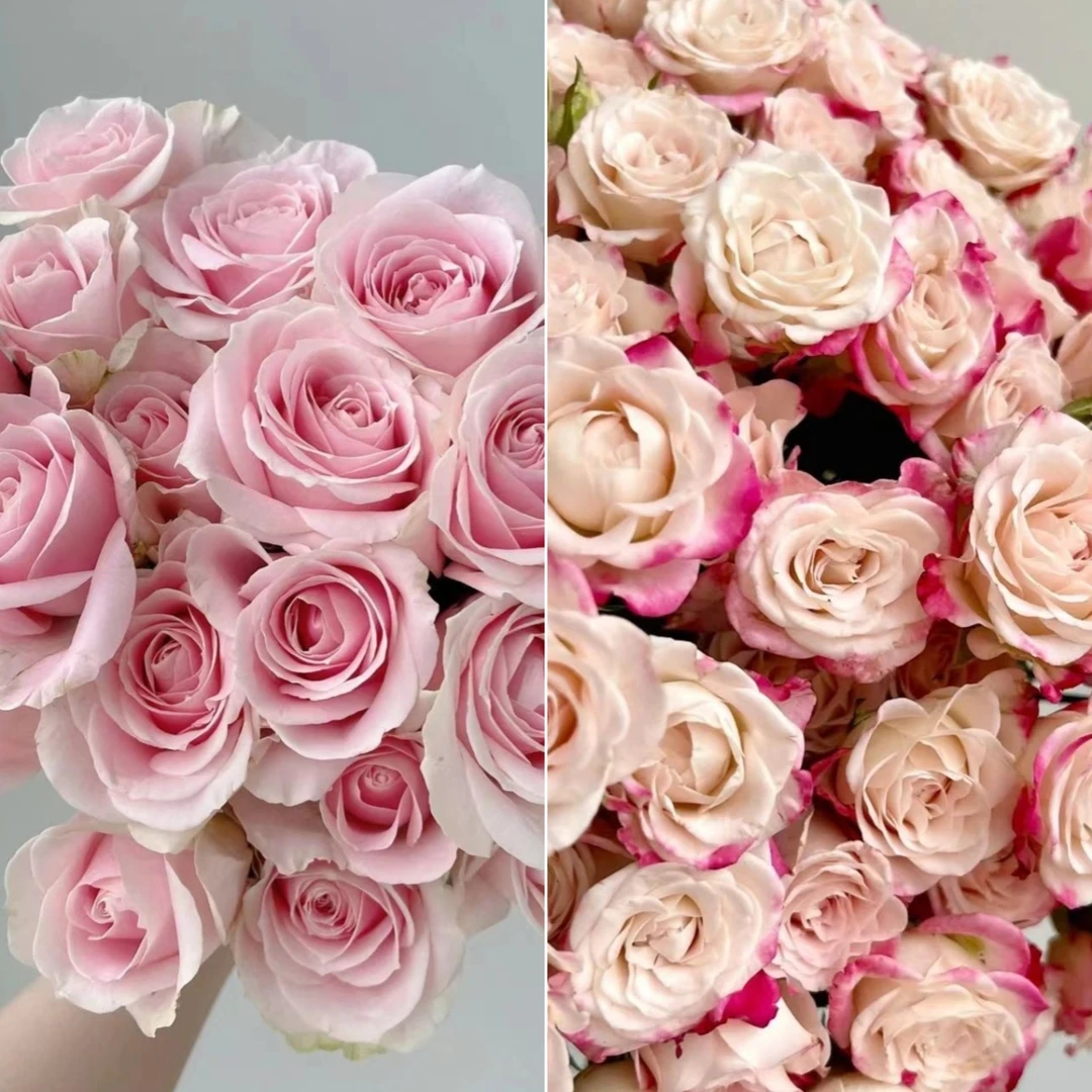 【福利组合】 粉雪山玫瑰+折射  店铺现货包邮  鲜花鲜切花