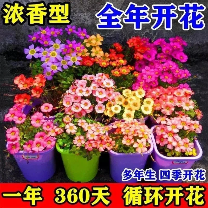 【常年开花】酢浆草种球开花醡浆草庭院花卉植物阳台盆栽