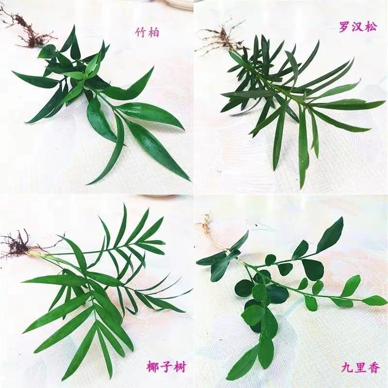 水培植物水培九里香 袖珍椰子 竹柏 罗汉松四颗四季常青室内盆栽