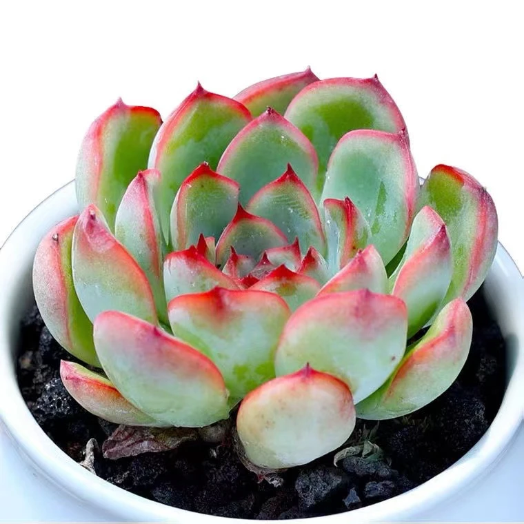 花月夜多肉植物好养活办公室桌面室内窗台阳台绿植小盆栽