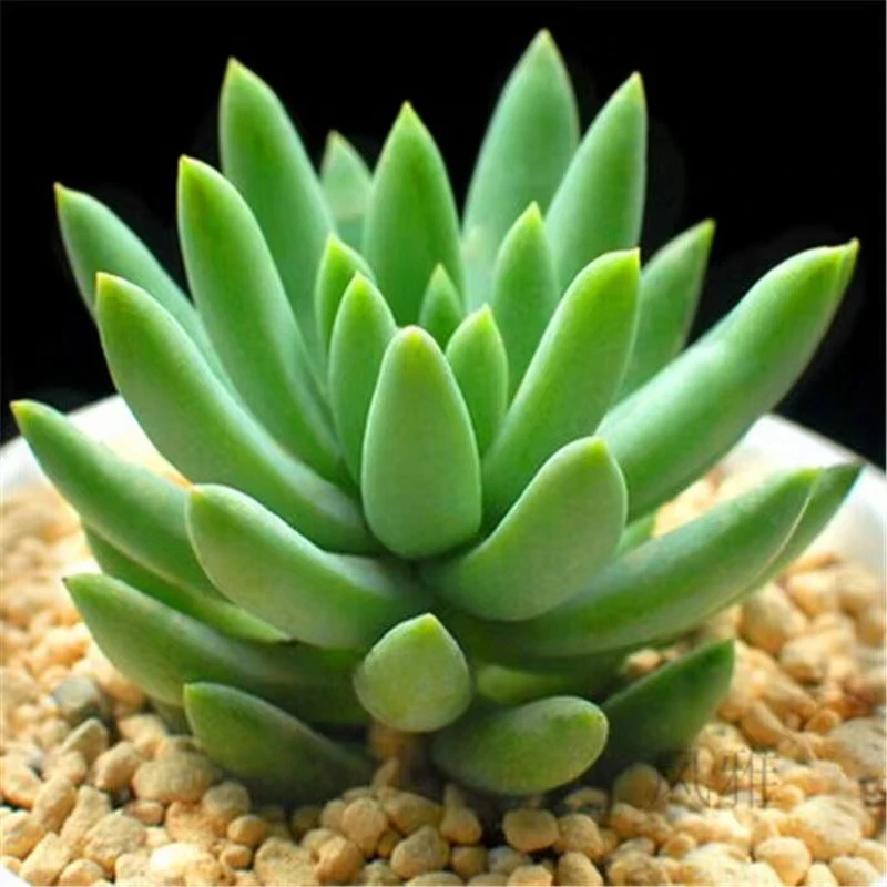 玉珠莲千佛手多肉植物盆栽花卉新手肉肉绿植