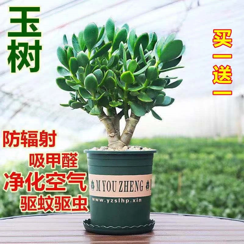 【买一送一】玉树盆栽老桩多肉室内四季常青绿植大叶胖娃娃吸甲醛