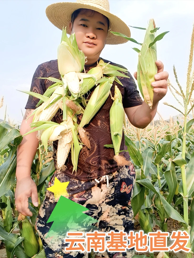 云南基地【白糯玉米】新鲜露天老品种白糯玉米现砍当季5/8斤包邮