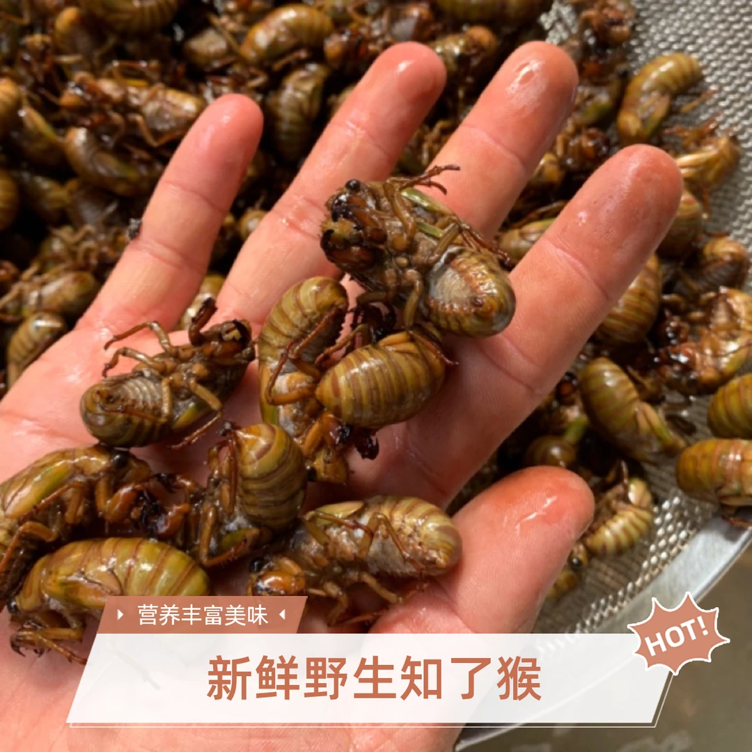 2024新鲜知金蝉批金蝉