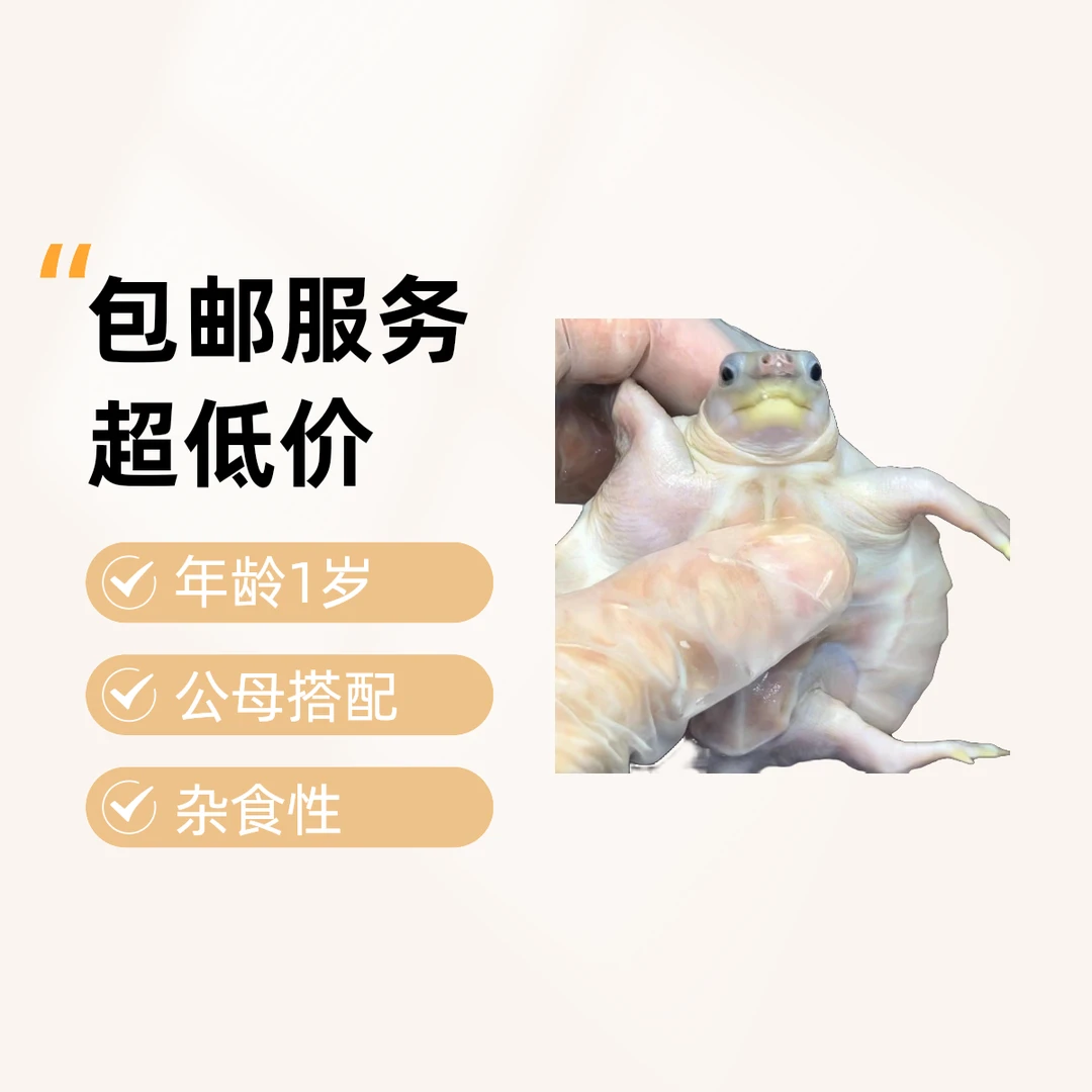 猪鼻龟，观赏龟宠物龟，一龟一图一身份证，无360度开箱视频无售后