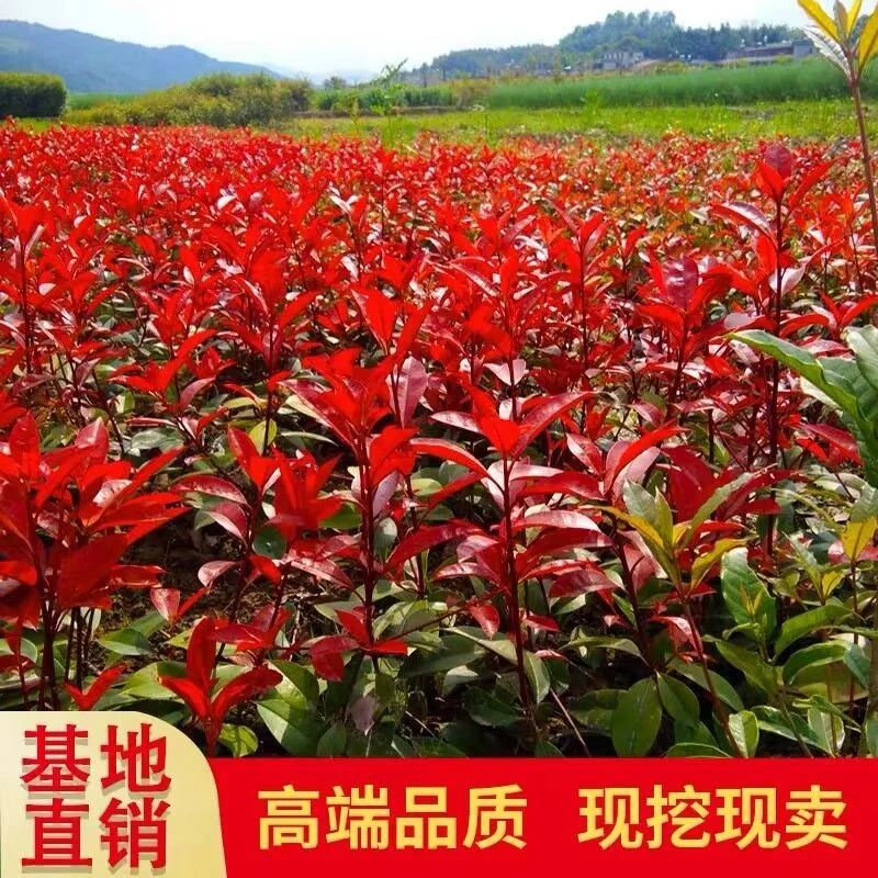 红叶石楠苗花园庭院篱笆围栏百日红四季绿化石楠球盆景盆栽