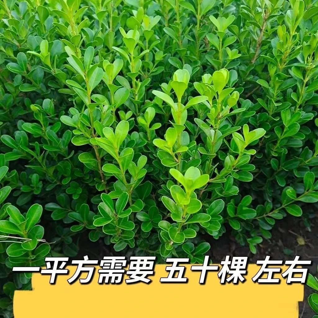 黄杨绿植瓜子小叶黄杨床苗四季常青庭院室内室外花园小区,盆景