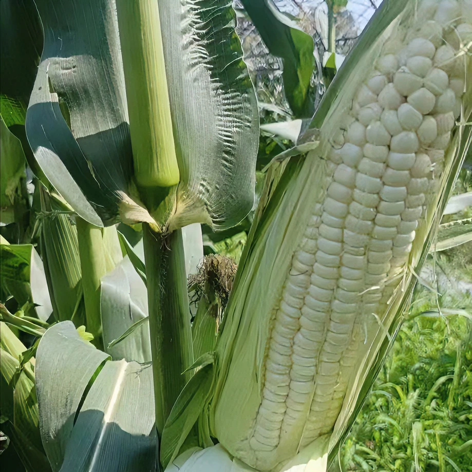 平谷本地农家特别好吃的现摘鲜食甜糯玉米10根2.5kg
