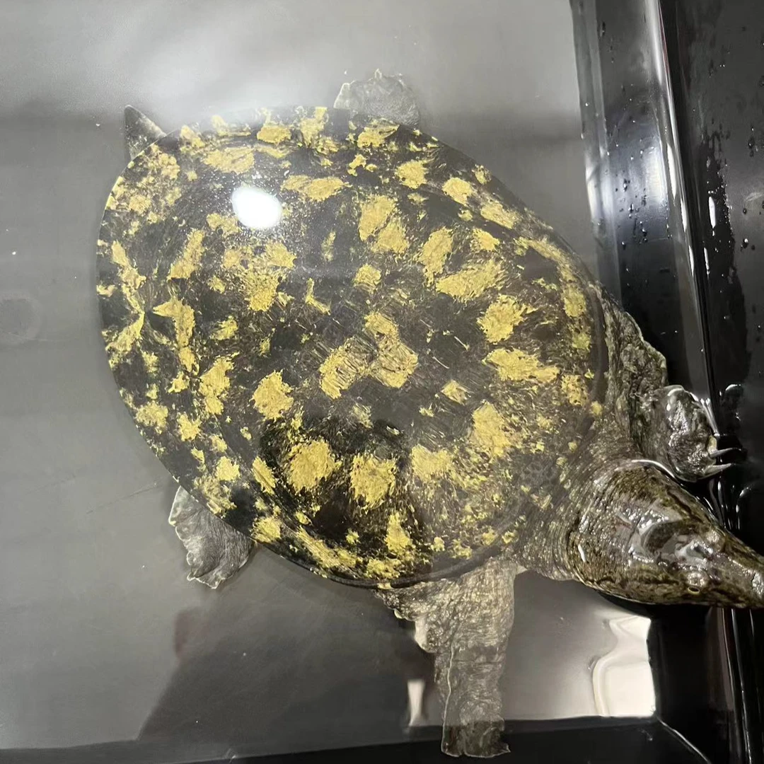 浙江本地野生童子鳖