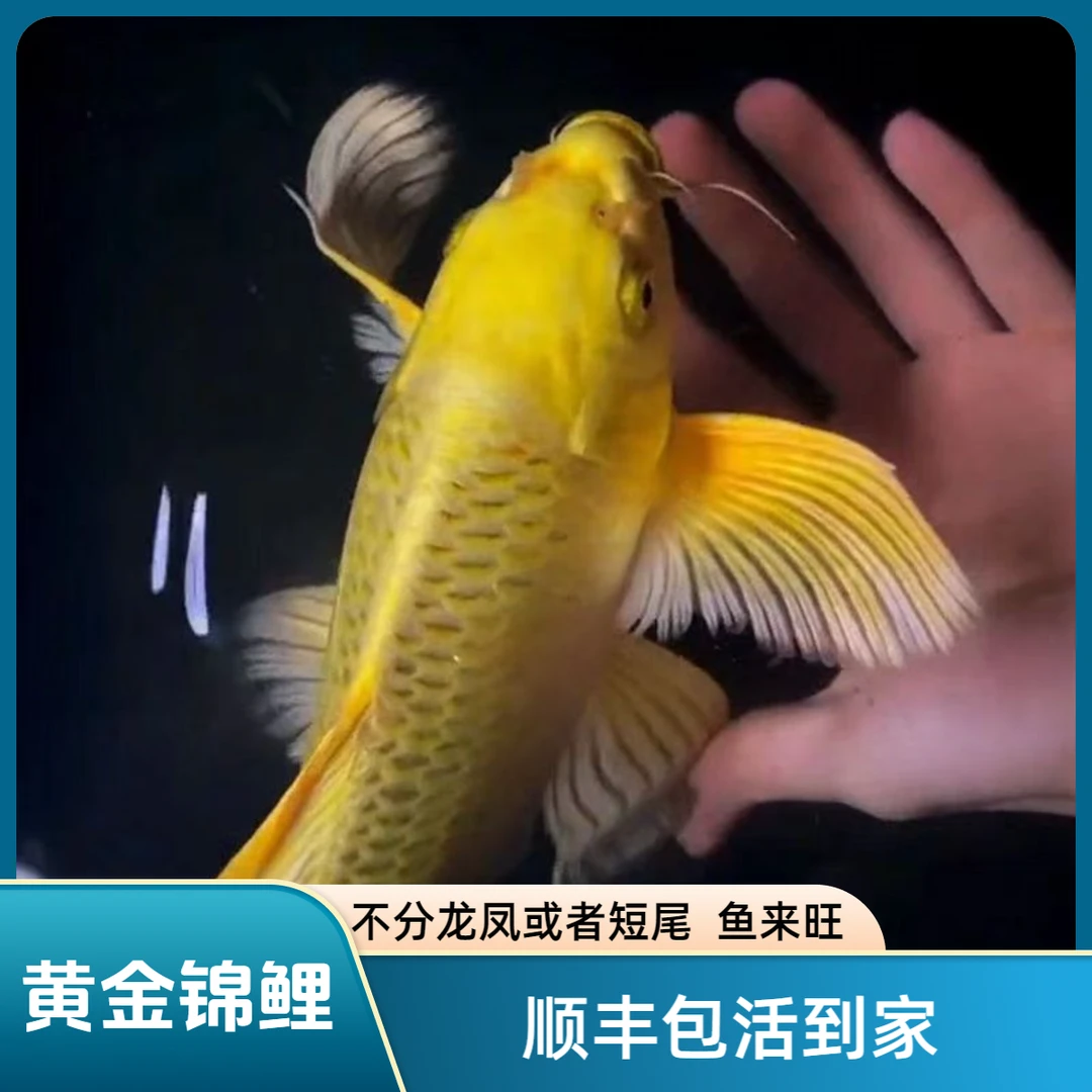 招财冷水鱼耐活好养黄金龙凤锦鲤淡水中大型观赏鱼特价小鱼观赏鱼