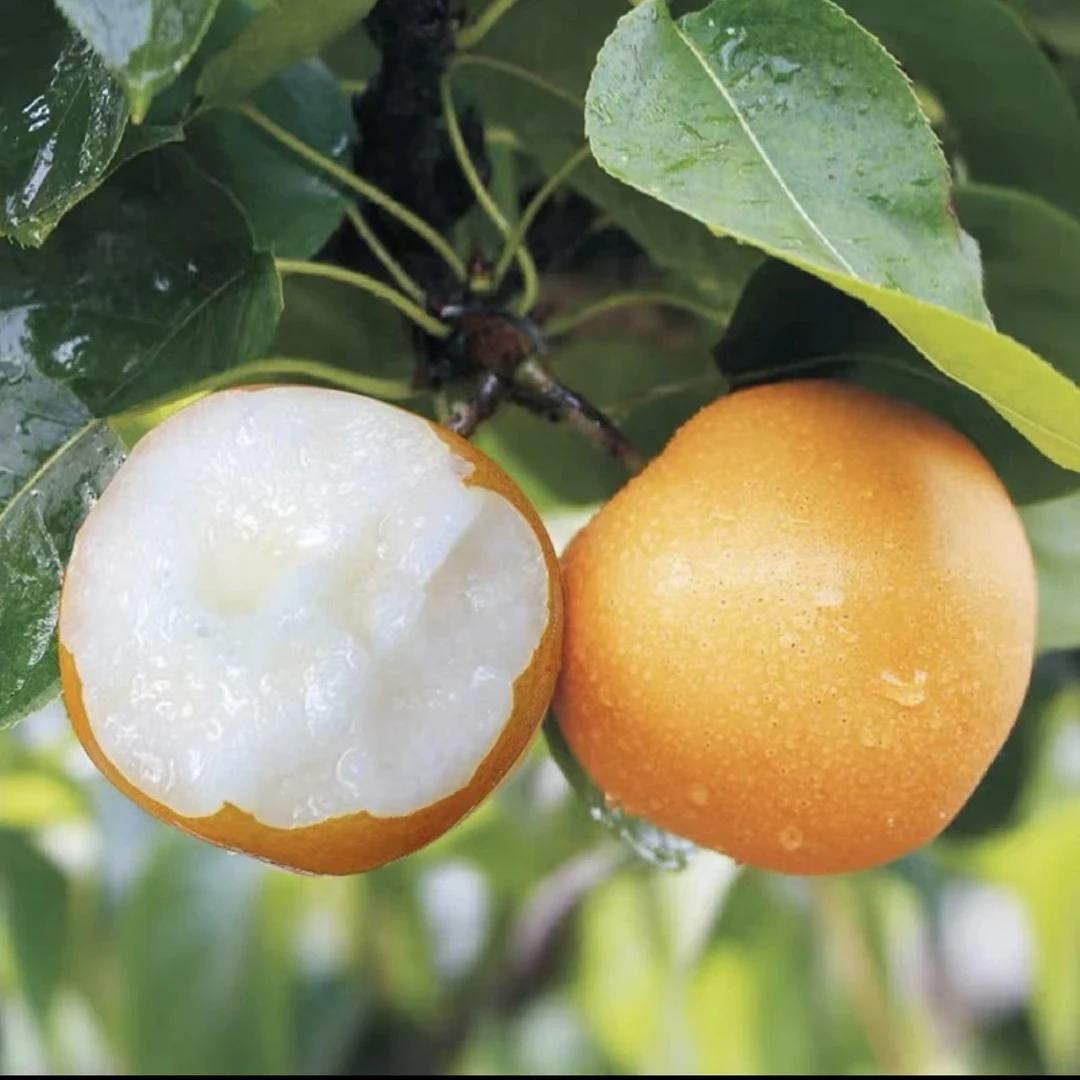 【坏果包赔】正宗山东莱阳秋月梨香甜多汁