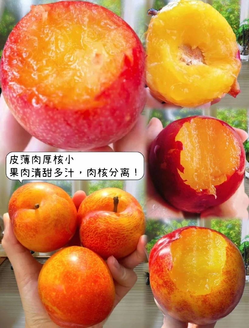 大红袍李子约3斤