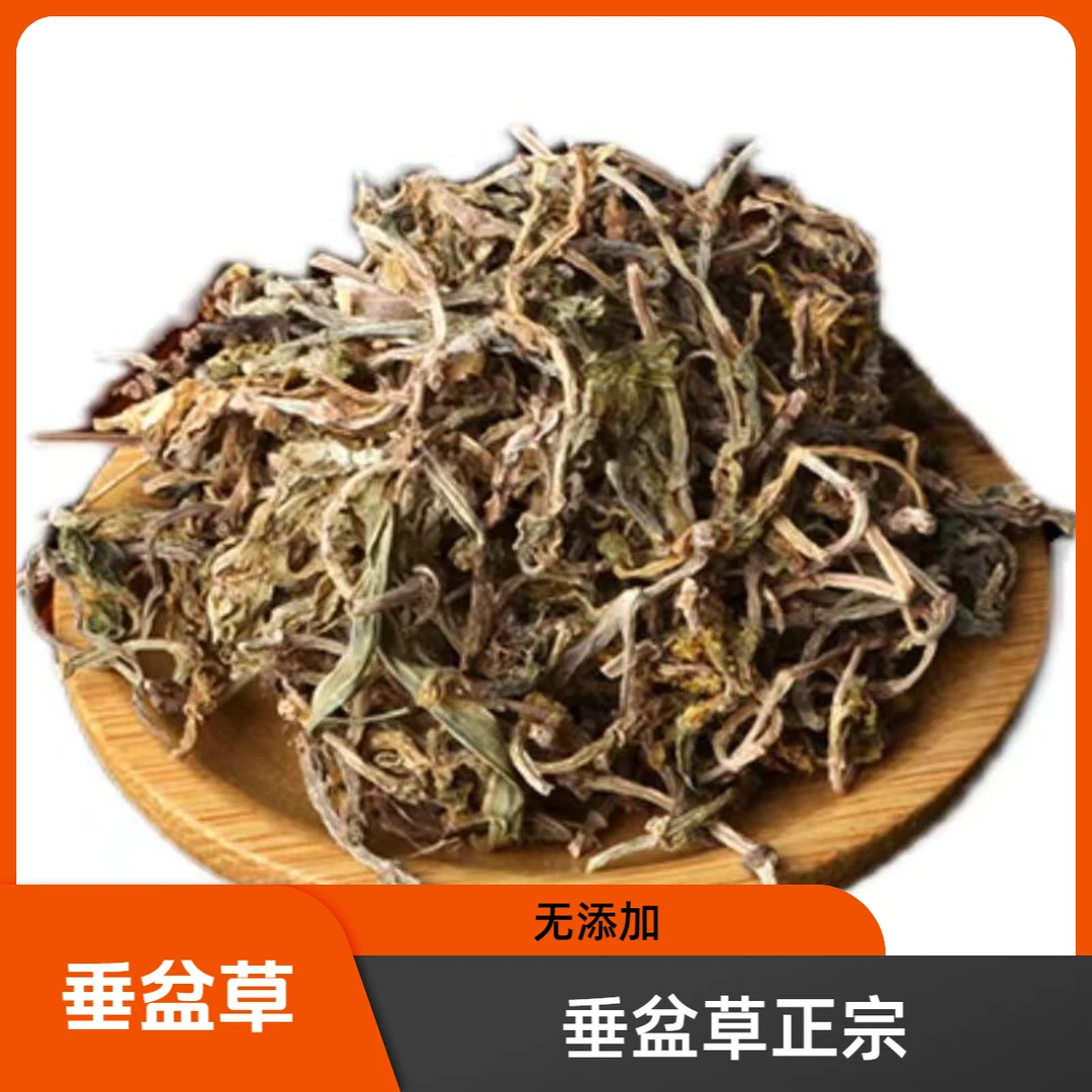 垂盆草中药材垂盆草干货垂盆草可食用野生垂盆草正宗垂盆草