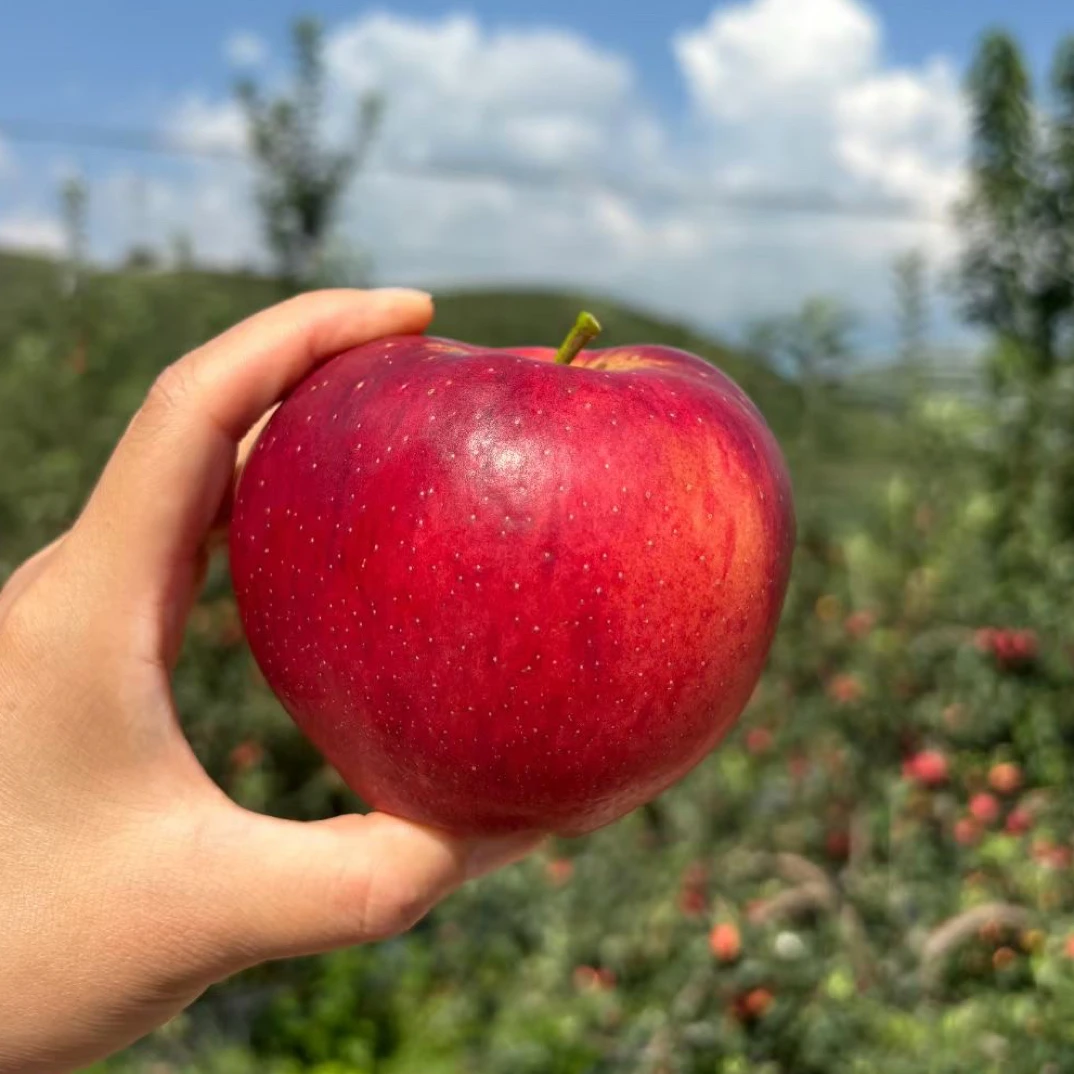 云南丑苹果5斤国庆礼盒装新鲜现摘现发冰糖心高原味道昭通天然