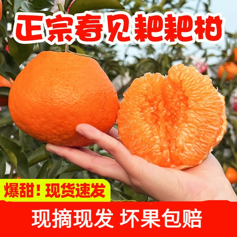 四川眉山正宗春见耙耙柑新鲜现摘现发粑粑柑应当季水果孕妇柑橘子