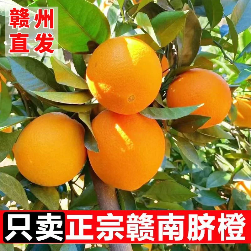 正宗江西赣南脐橙新鲜橙子当季水果5斤/10斤甜橙子礼盒果园直发
