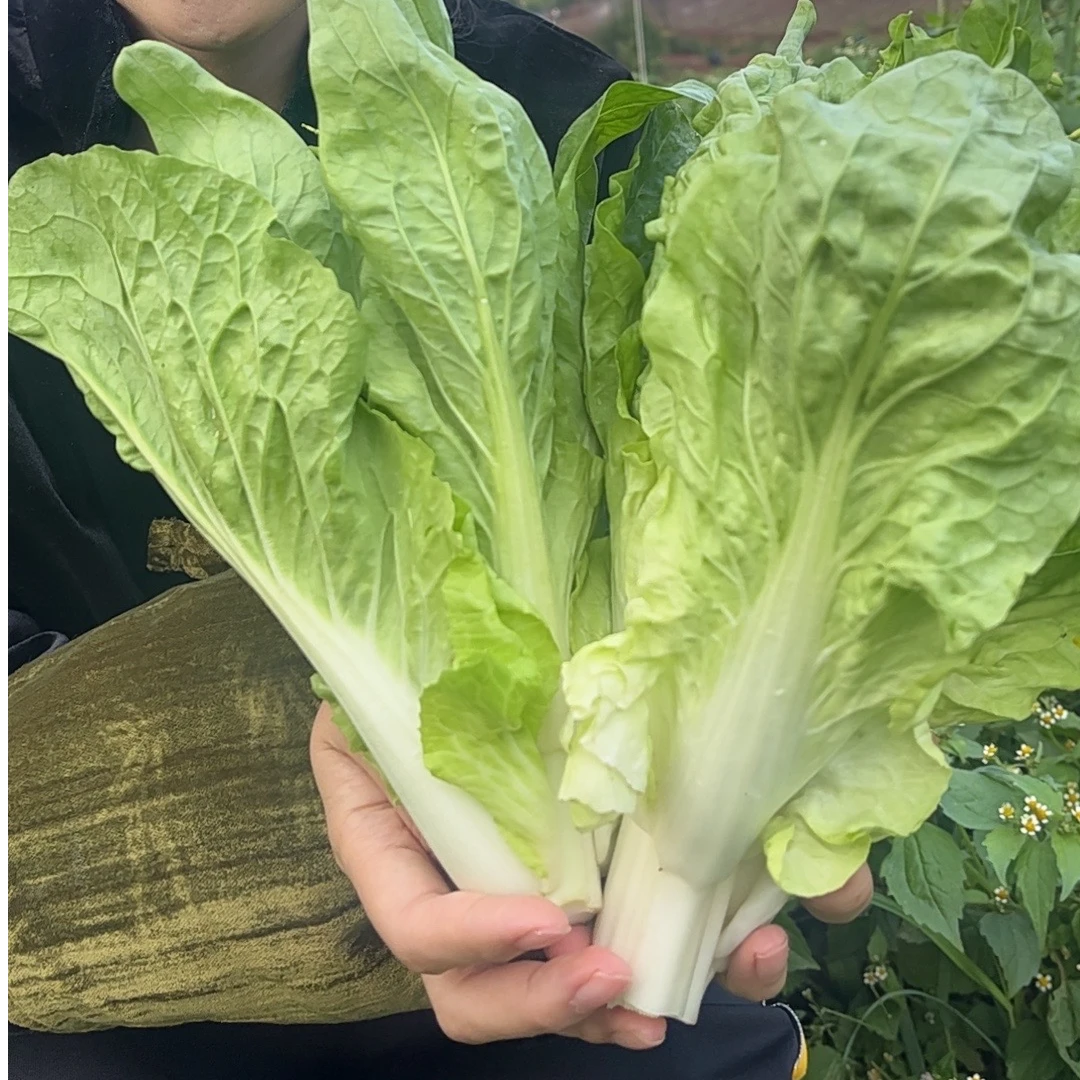云南高原菜心地头现摘现发  高山泉水灌溉 鲜嫩脆甜