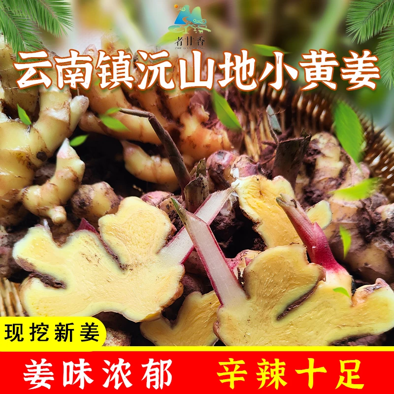 新云南镇沅山地小黄姜新鲜生姜老姜现挖高山沙姜老嫩姜土姜姜蔬菜