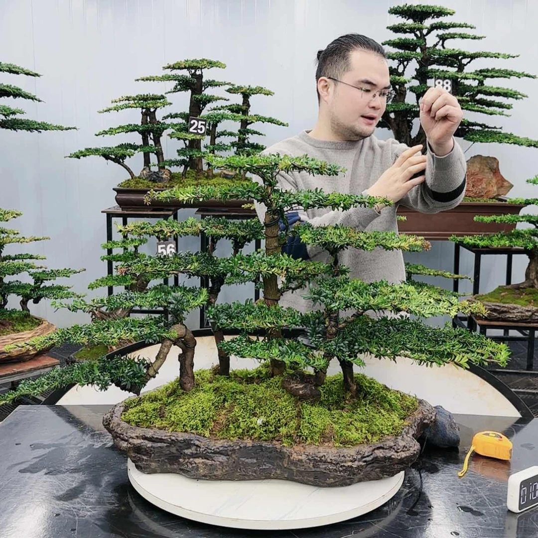【闪购商品】高端盆景