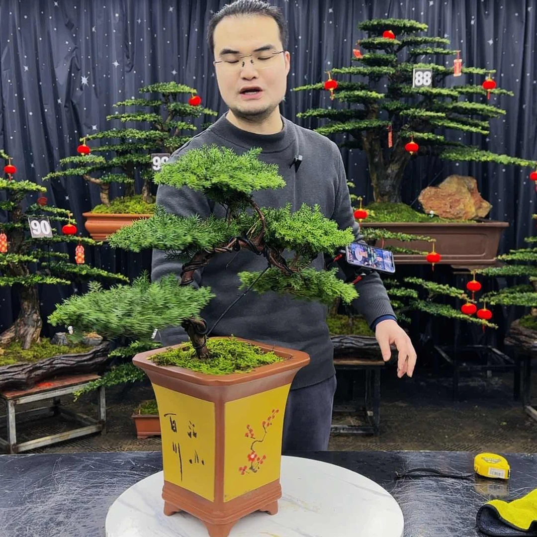 【闪购商品】高端盆景