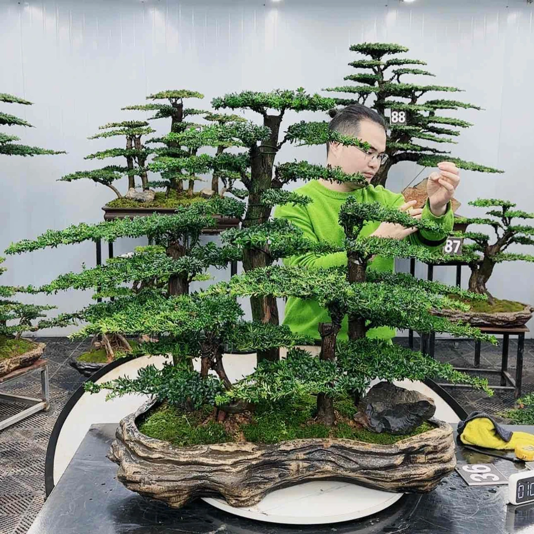 【闪购商品】高端盆景