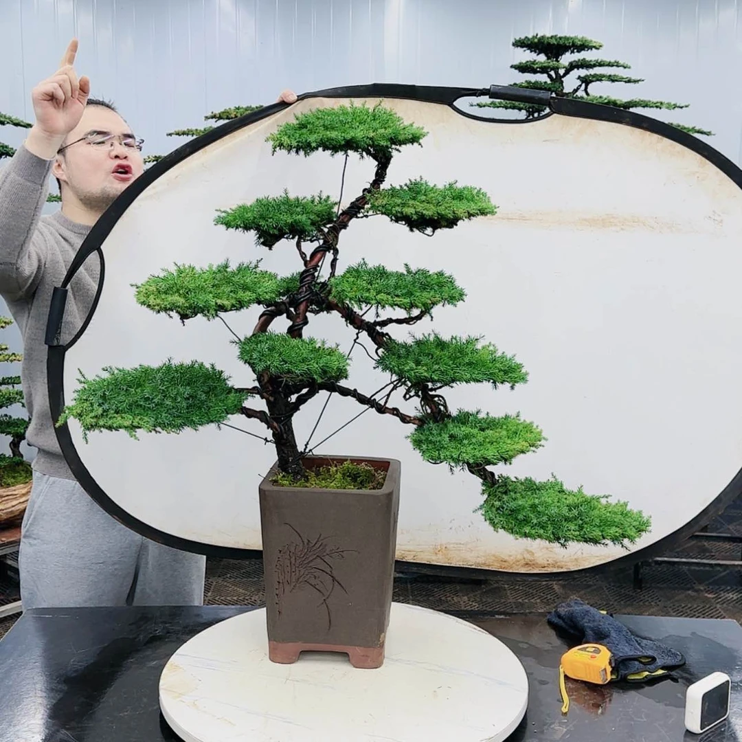 【闪购商品】高端盆景