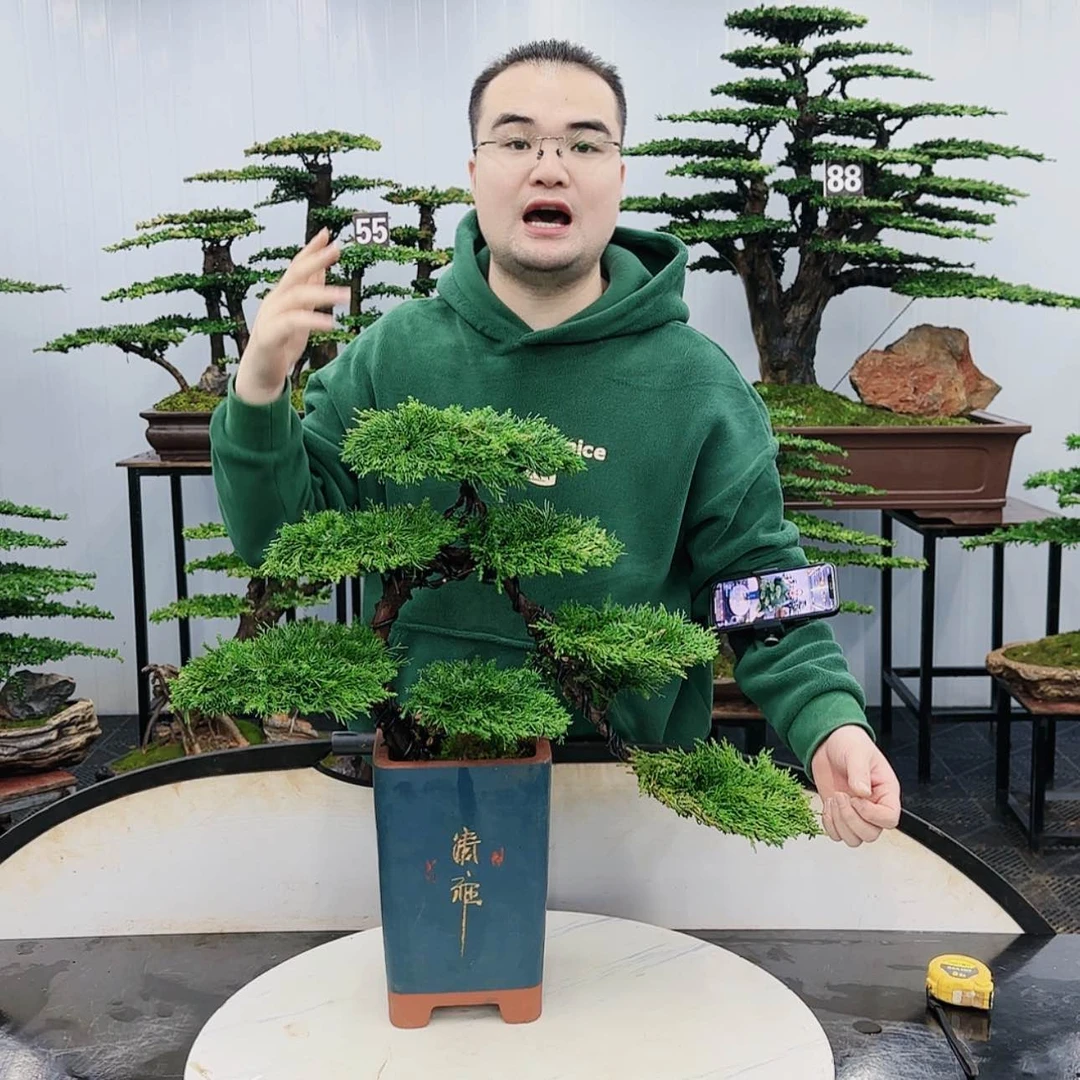 【闪购商品】高端盆景